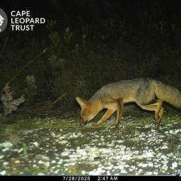 Cape fox
